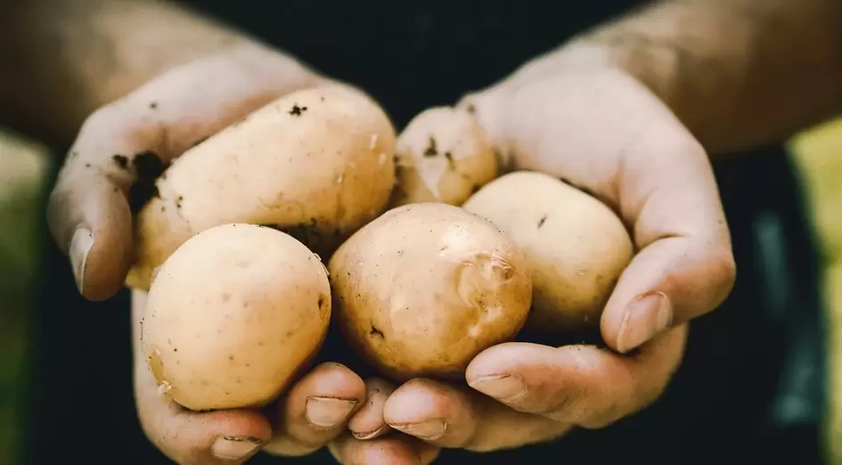 potatoes for strength